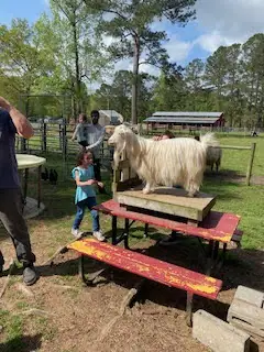 Una cabra esponjosa está de pie sobre una mesa de picnic en un parque soleado, rodeada de gente y árboles.